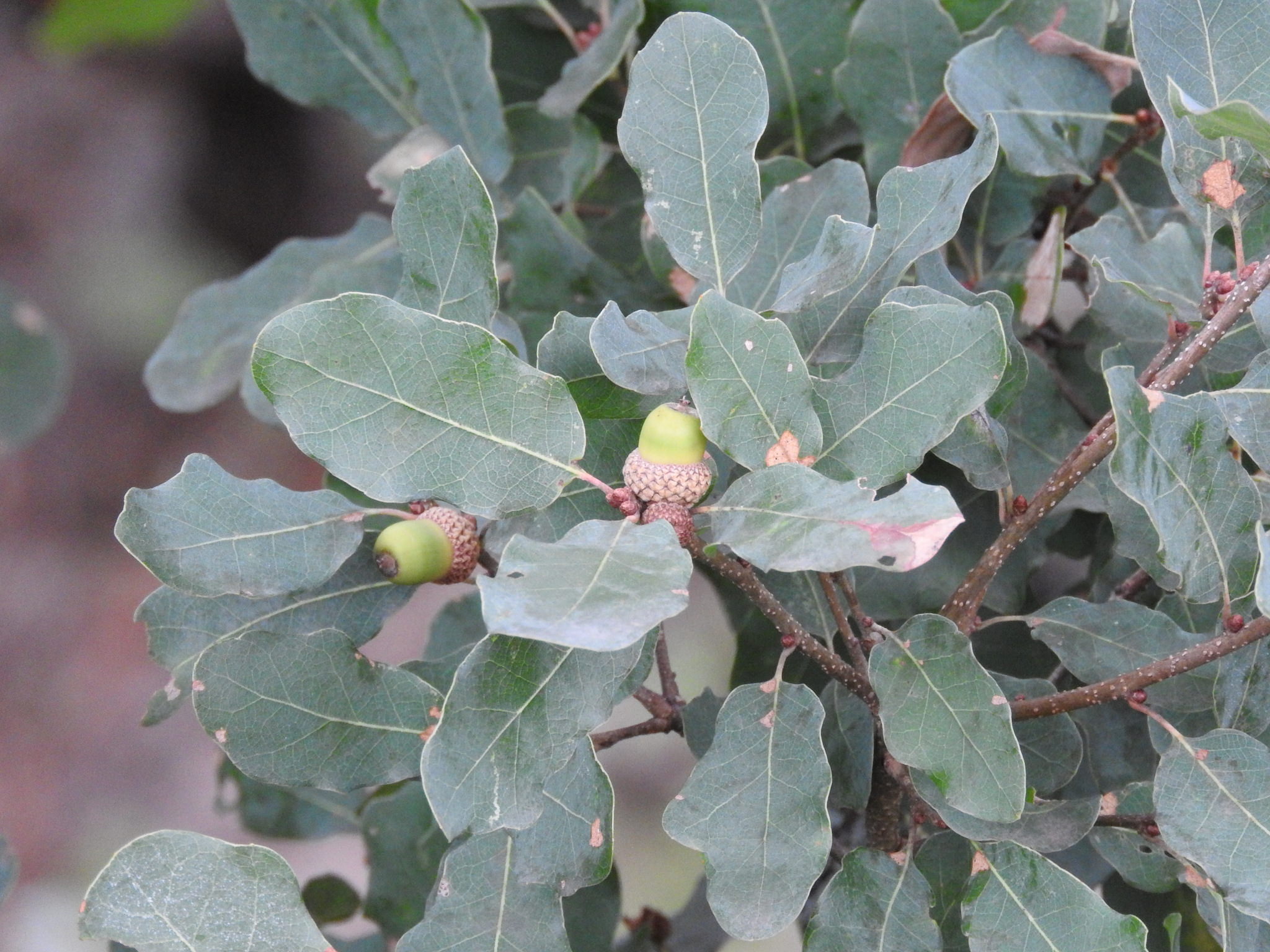 Quercus laceyi